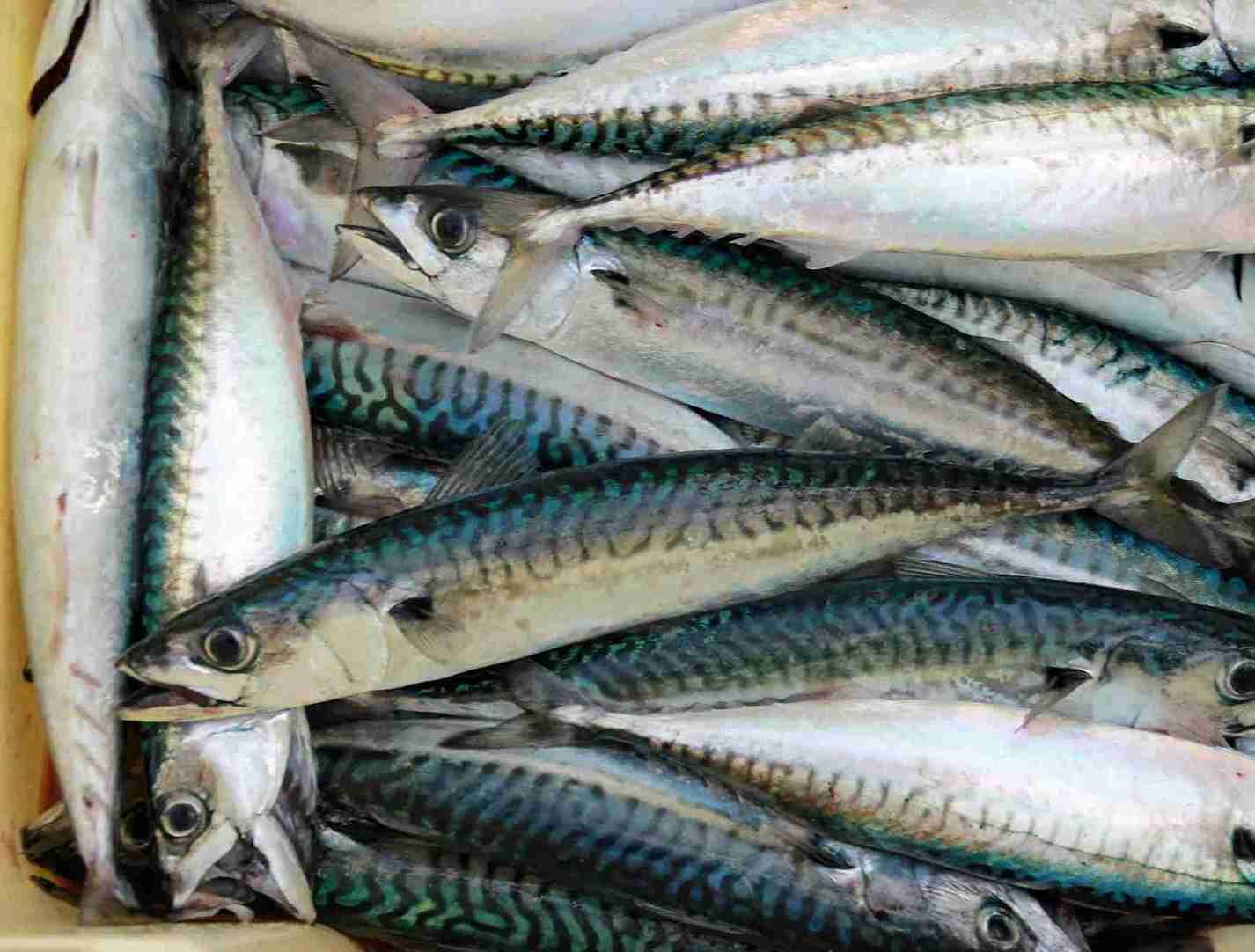 De Perfecte Gerookte Makreel De Perfecte Gerookte Makreel